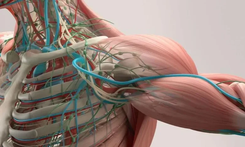 Curso de Anatomía Gratis 1 Curso de Anatomía Gratis