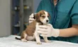Curso de Veterinaria Online: Domina el Cuidado Animal desde Casa 2 Curso de Veterinaria Online Domina el Cuidado Animal desde Casa